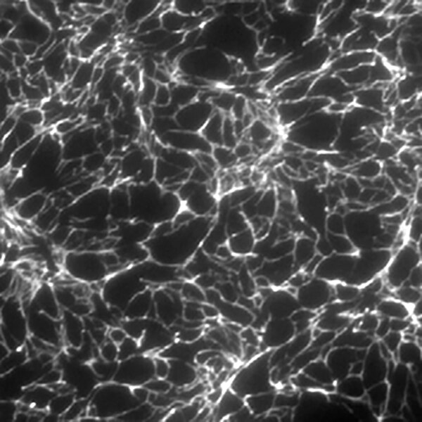 Fluorescent microscope image of the animal cap from a stage 12 Xenopus laevis embryo labeled with DSHB antibody 4B12. PMID: 26605543, Fig. 4D.
